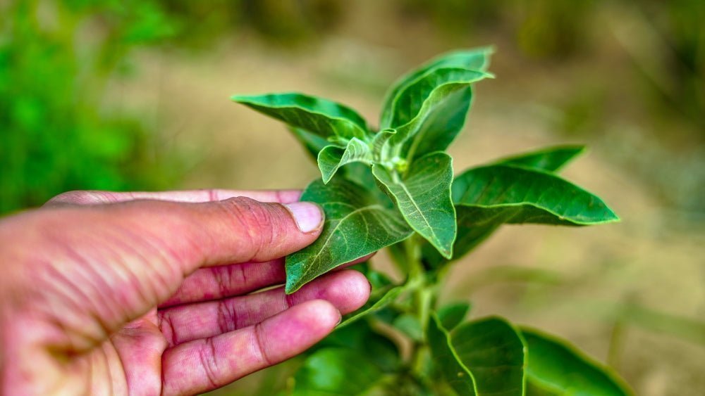 Adaptogens Unveiled: The Ancient Secret to Modern Stress Relief - Nuzest AU