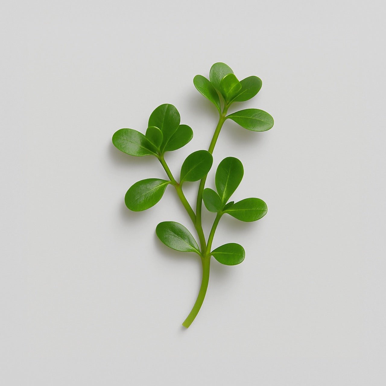 Nuzest ingredients - Bacopa (Brahmi)