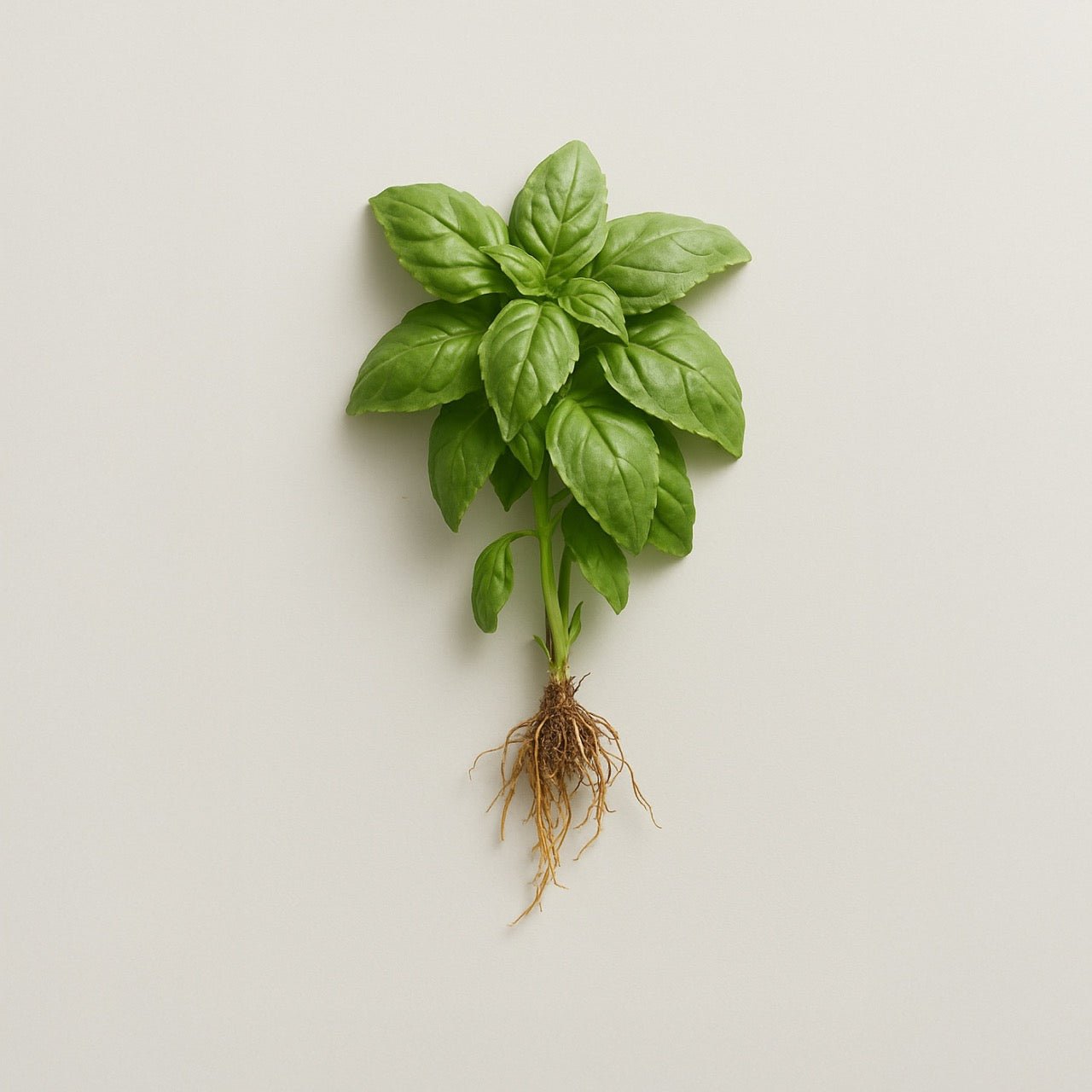 Nuzest ingredients - Basil