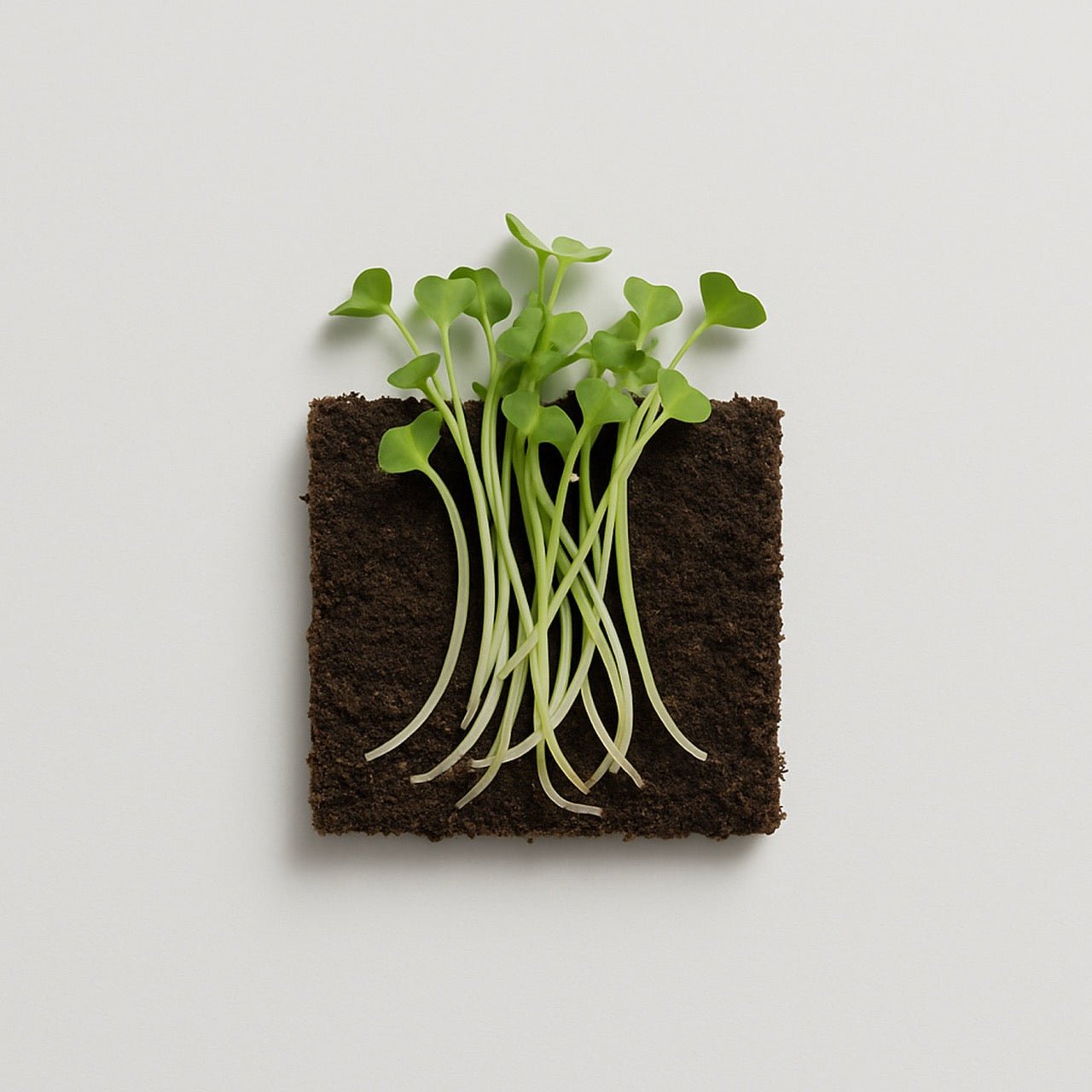 Nuzest ingredients - Broccoli Sprout