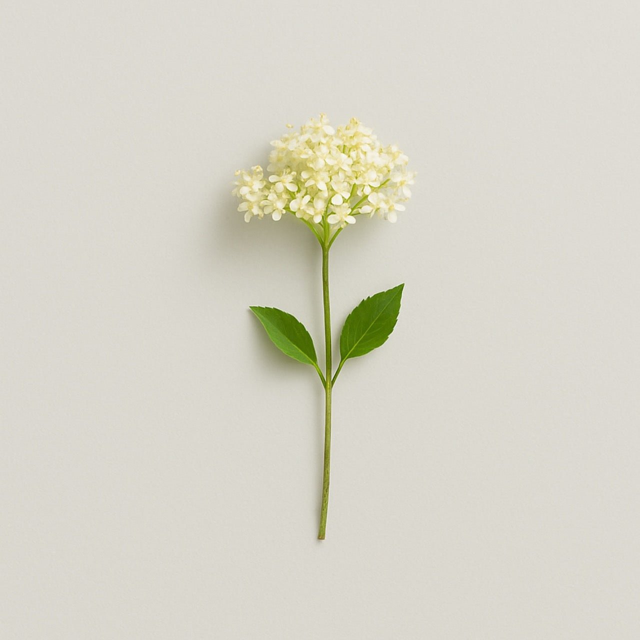 Nuzest ingredients - Elderflower