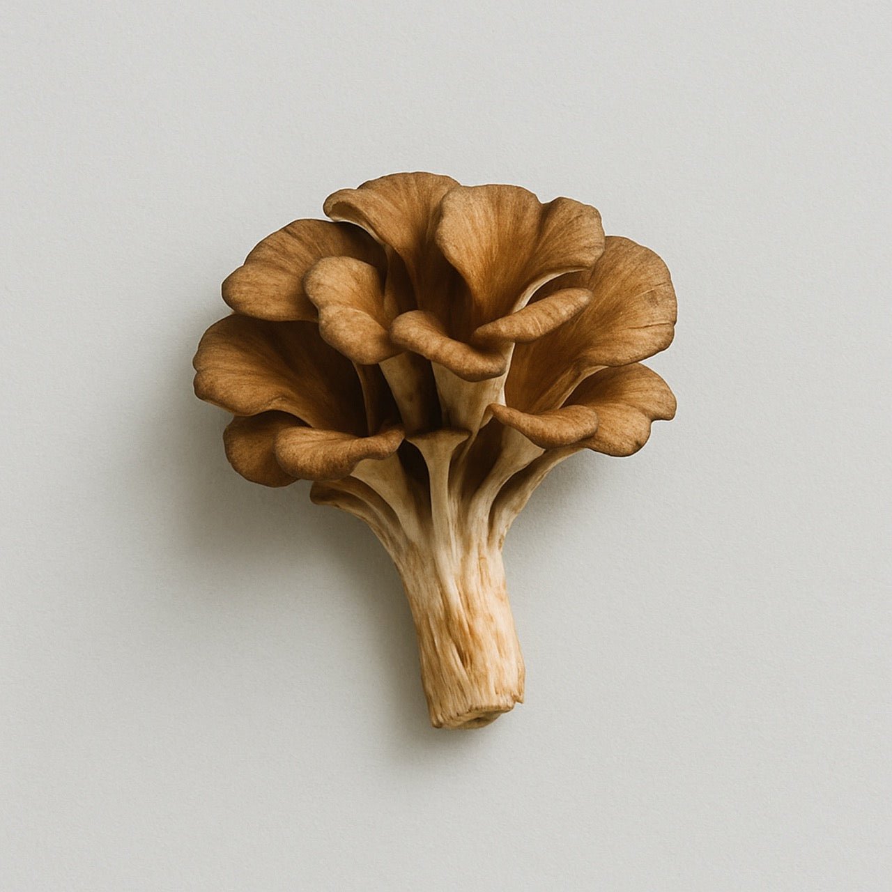 Nuzest ingredients - Maitake