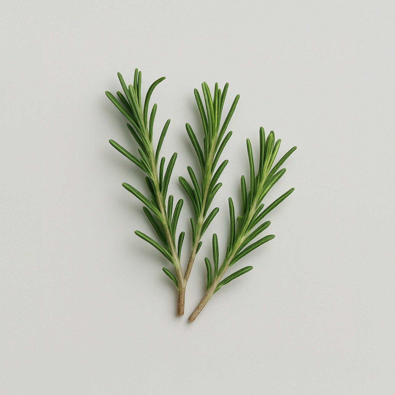 Nuzest ingredients - Rosemary
