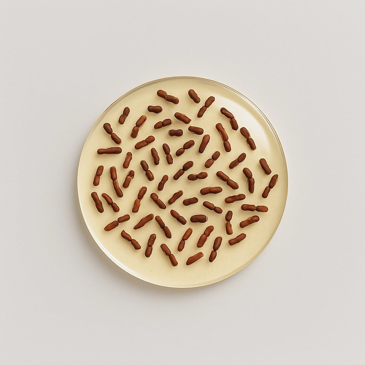 Nuzest ingredients - Lactobacillus rhamnosus