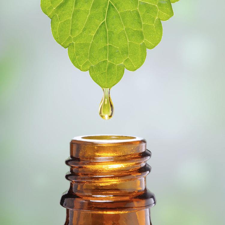 The benefits of plant extracts and why we choose to use them in our products